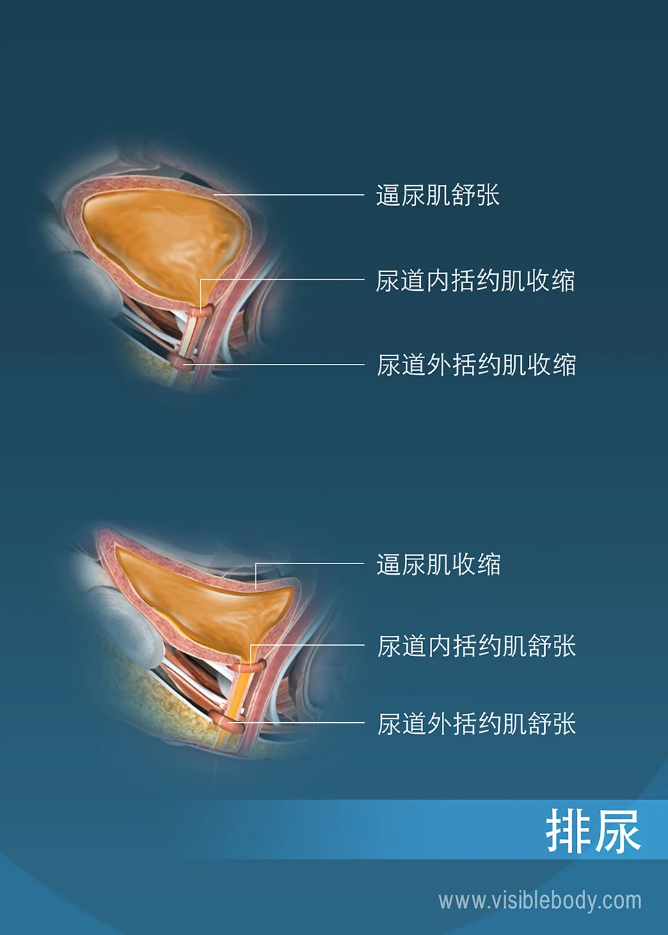 尿道外括约肌是什么? - 知乎
