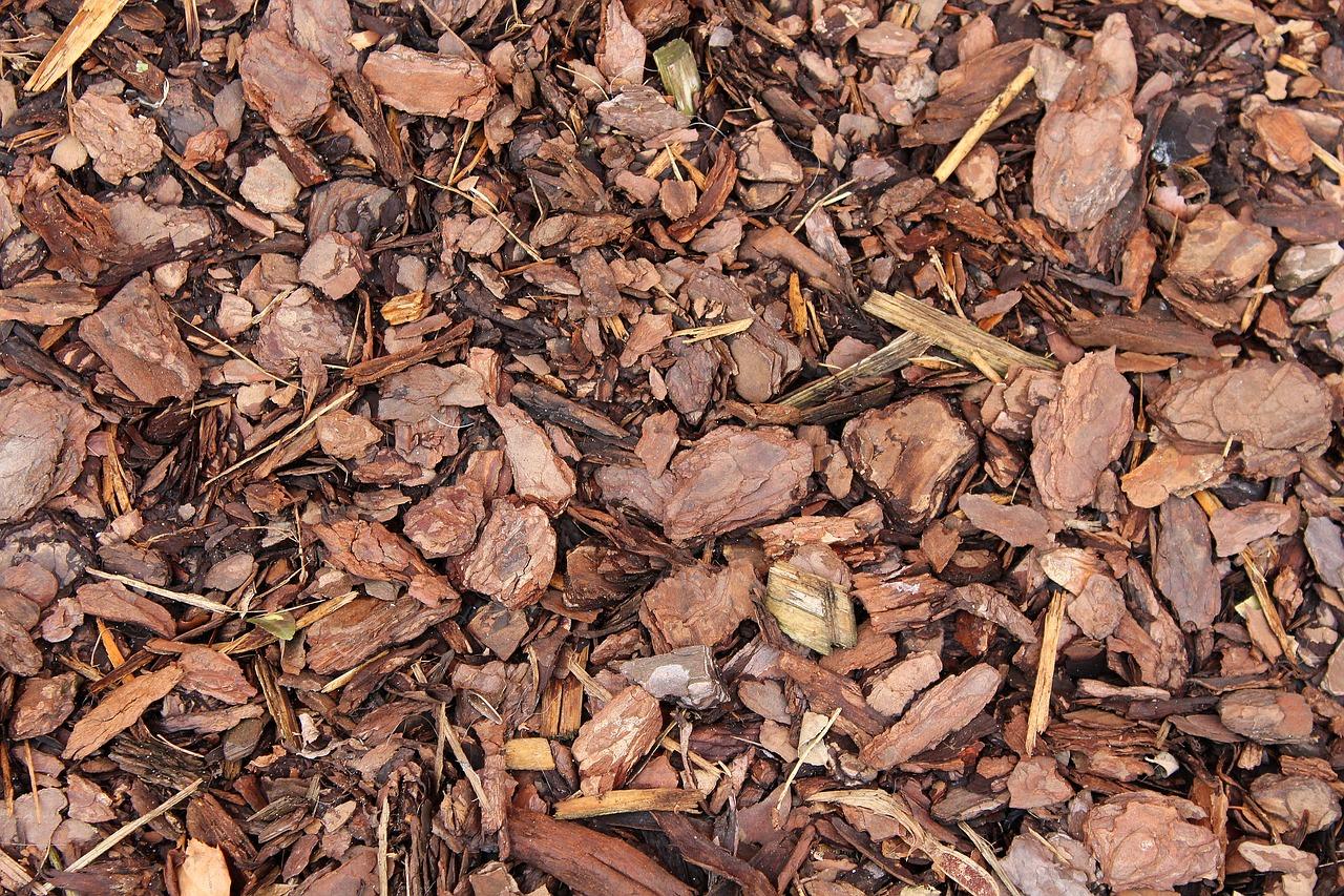 树皮开裂什么原因