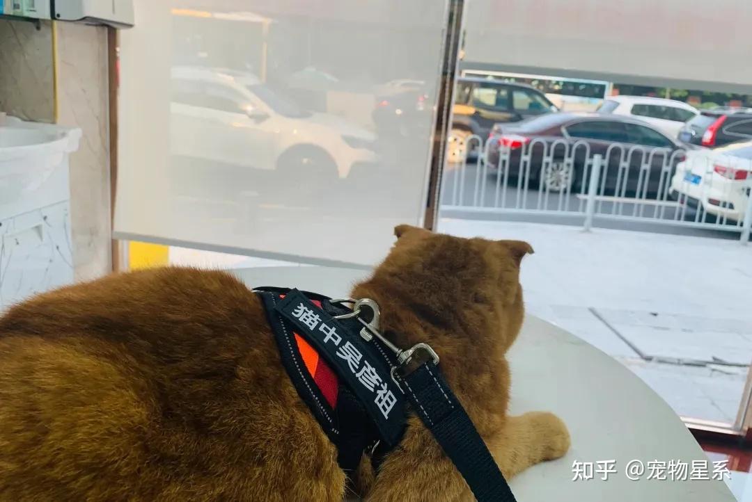 动物念经超度-动物超度念什么