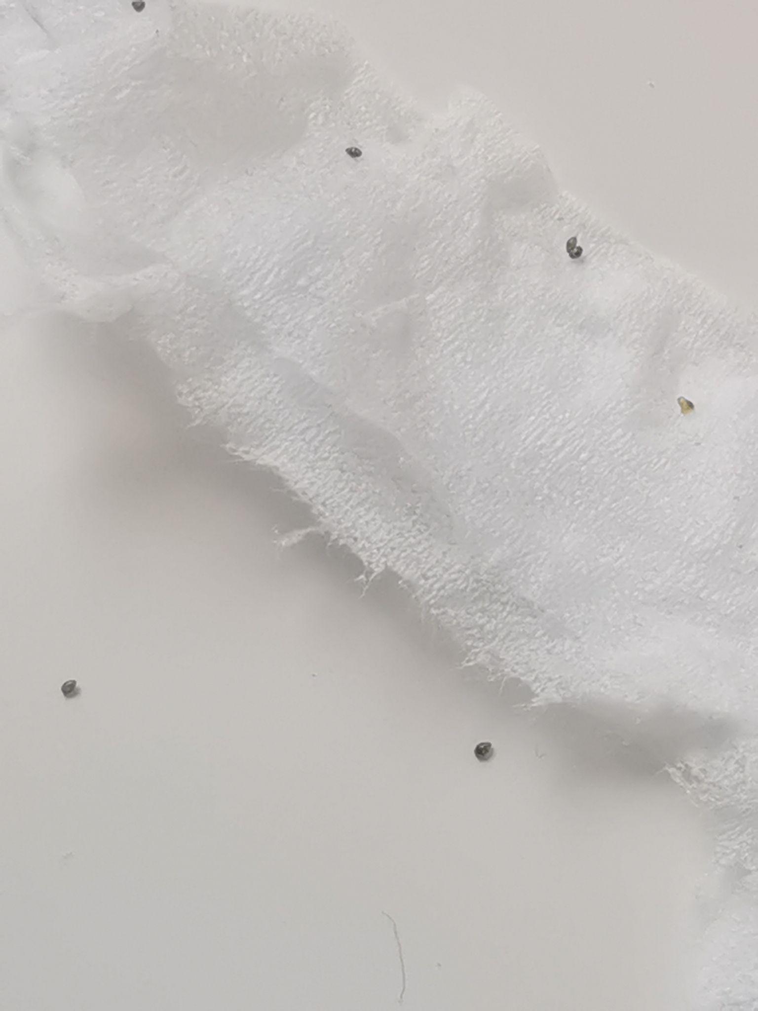 鱼缸长了很多小黑虫,这种虫子有危害吗?