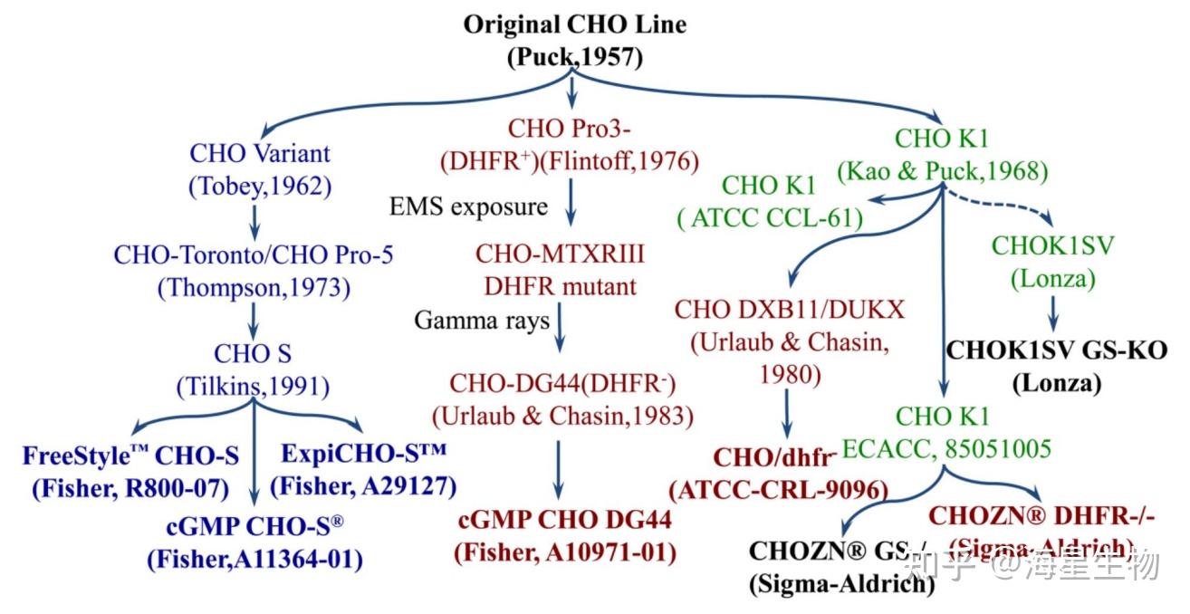 Cho Linear Pattern 抗体表达CHO细胞株构建策略与优化 - 知乎