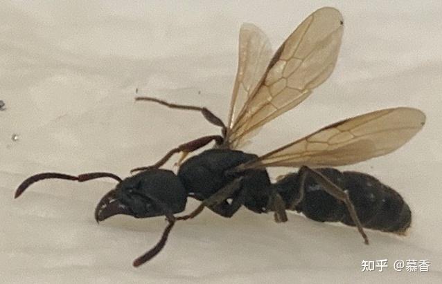 像飞蚂蚁一样有翅膀,嘴巴像蚂蚁的嘴,尾部有刺是什么虫啊? - 知乎