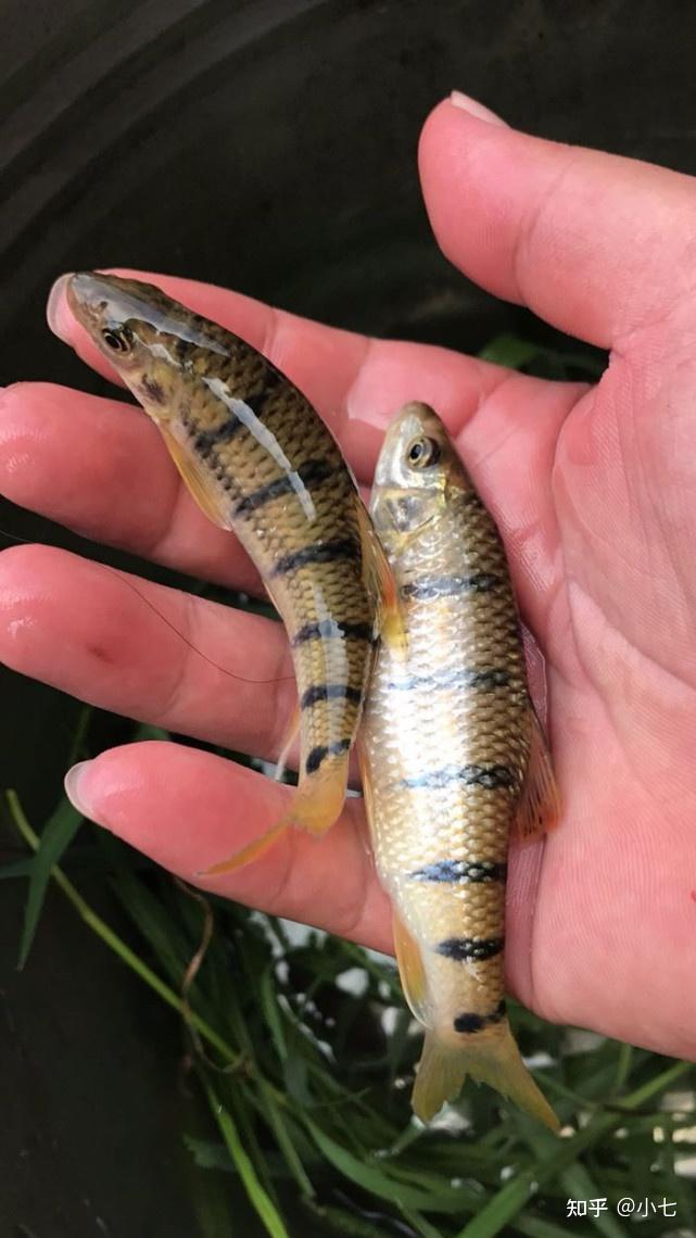 本人想养殖溪石斑鱼不知这种鱼好养吗市场价值高吗