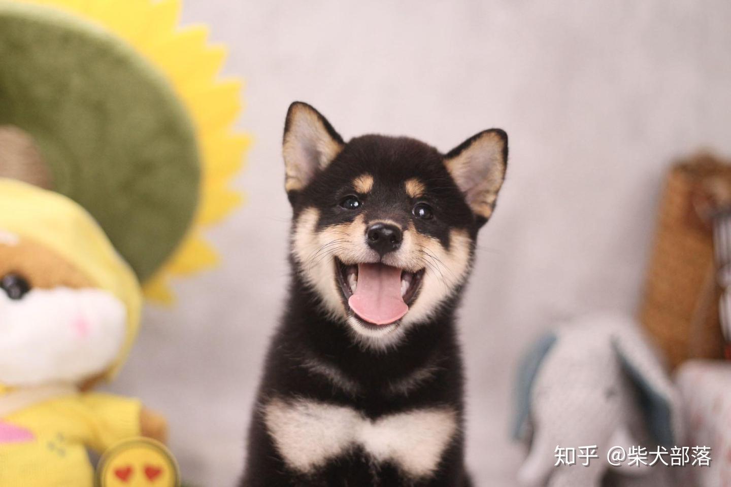 纯种柴犬有哪些特征？买柴犬时该注意哪几点？ - 知乎