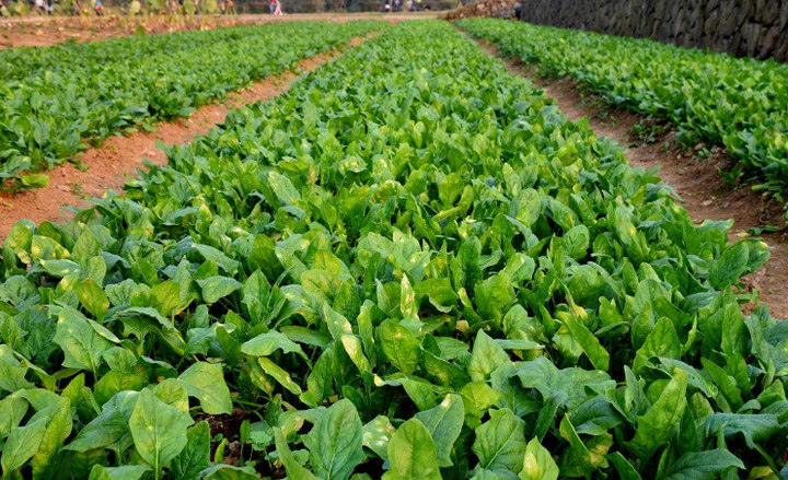 菠菜的种植时间和管理方法,菠菜上用什么肥料好? - 知乎