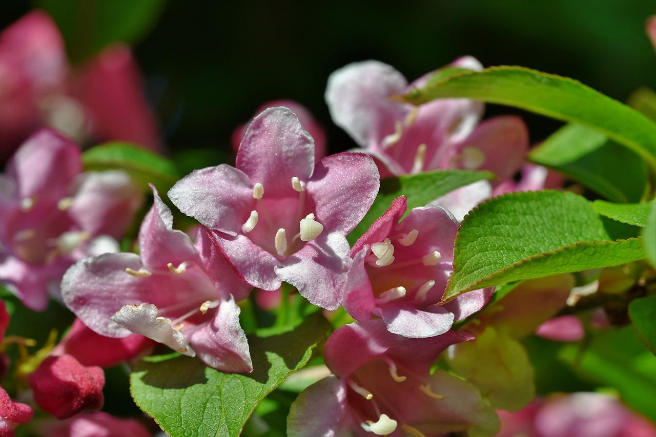 3. 紫藤花开季揭秘