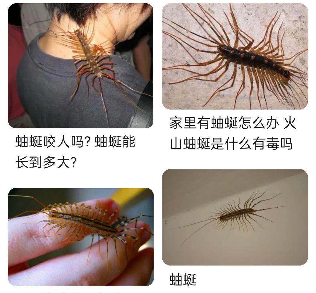 请问这只是什么节肢动物? - 知乎