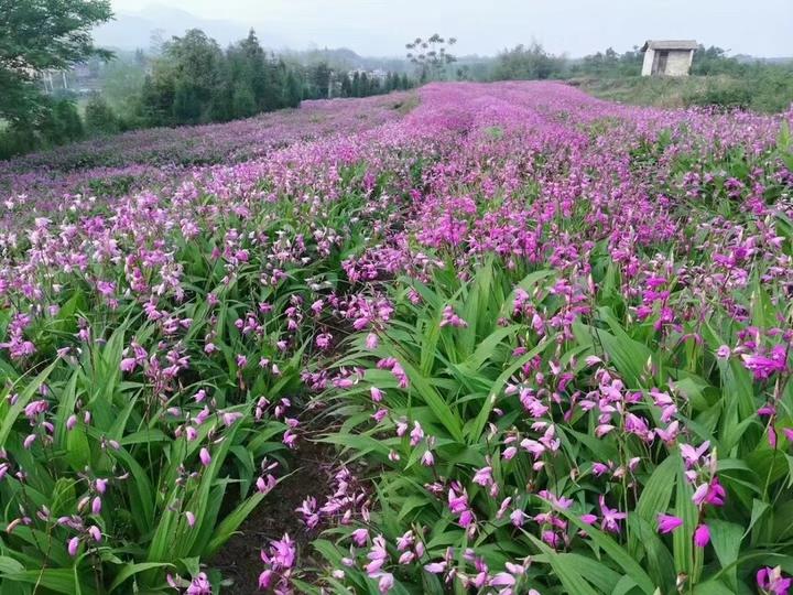 白芨与哪些药材可以套种？_祥凯农业 - 知乎