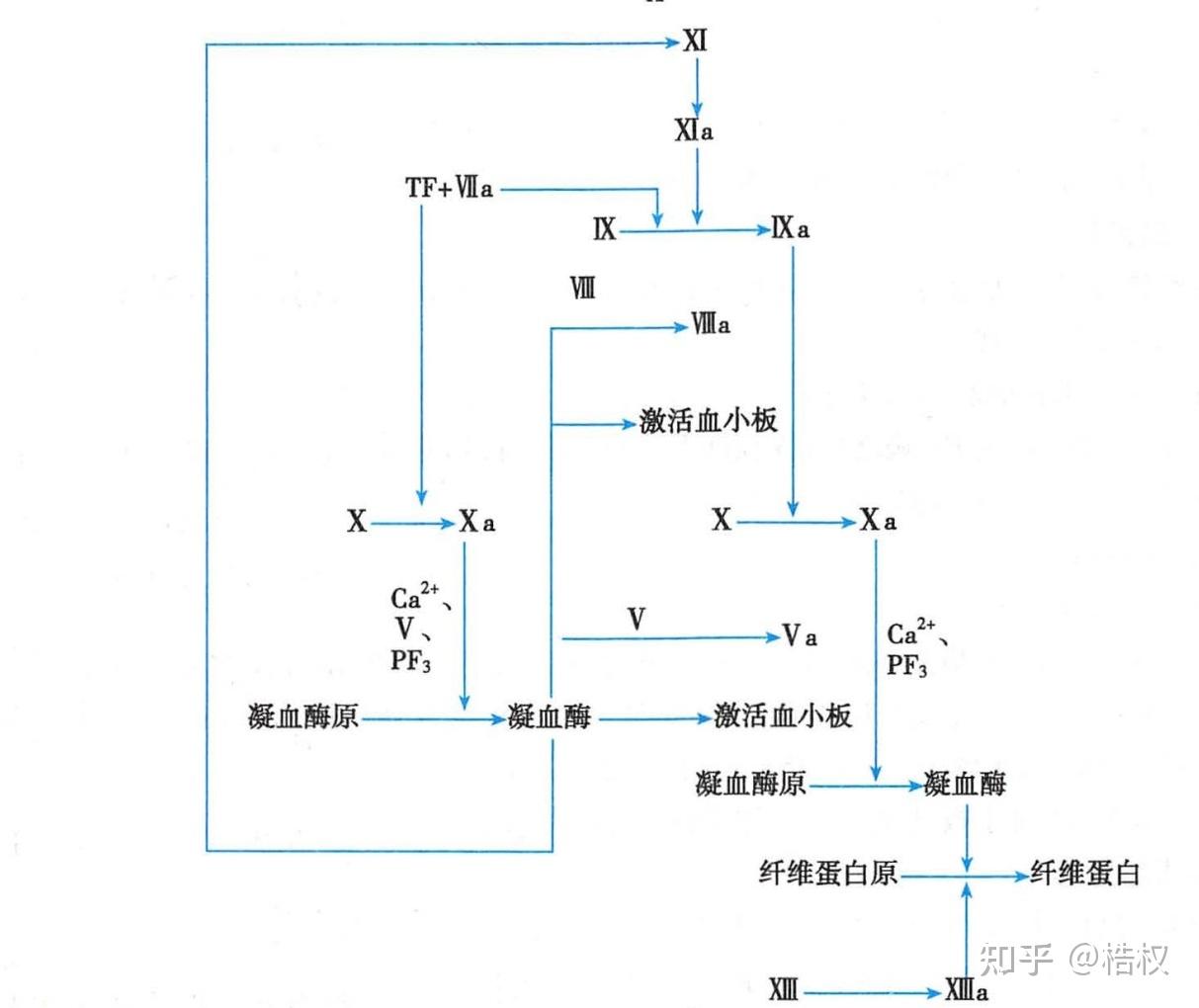 为什么内源性凝血途径所需时间比外源性凝血长
