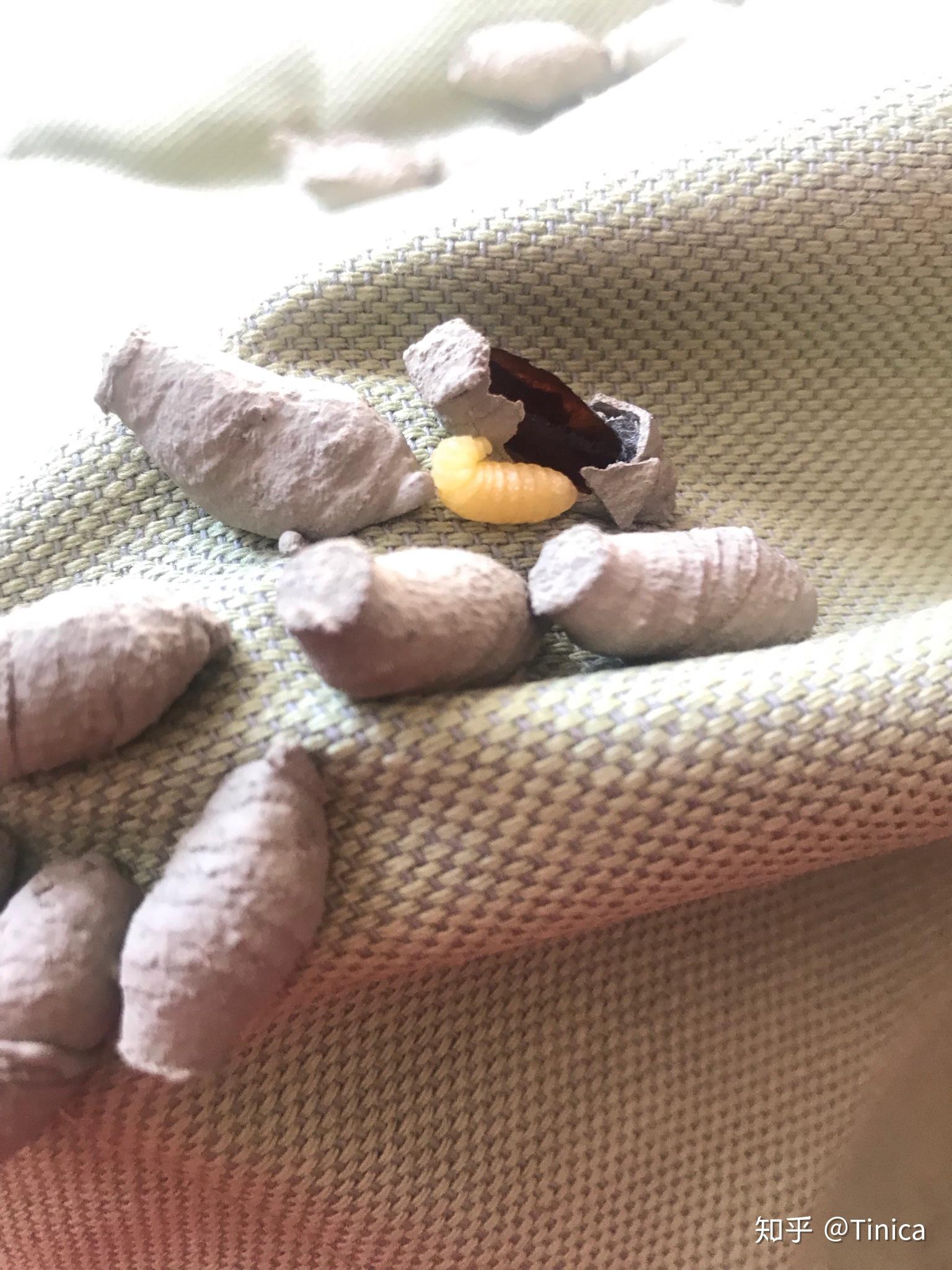 在南方纱窗上有白色的虫卵,请问能看出是什么虫子的卵嘛? - 知乎