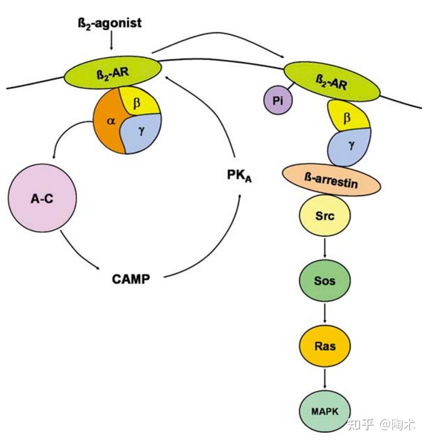肾上腺素与肾上腺素能受体:体内的应急响应系统 - 知乎