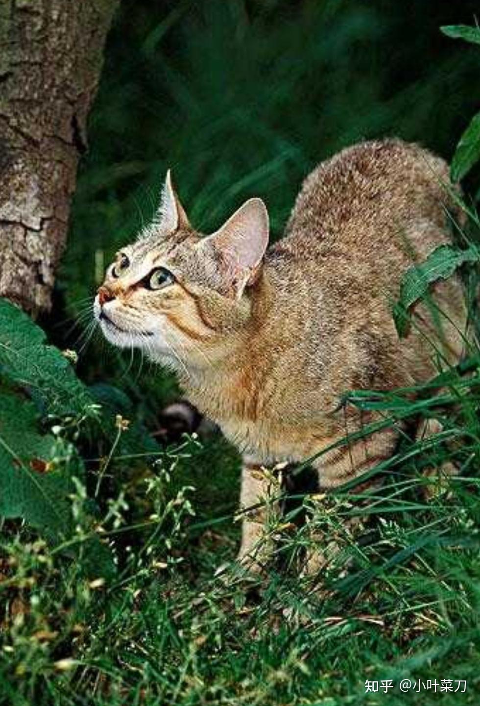 猫猫一年不洗澡,会对它们的健康有影响吗? - 知乎
