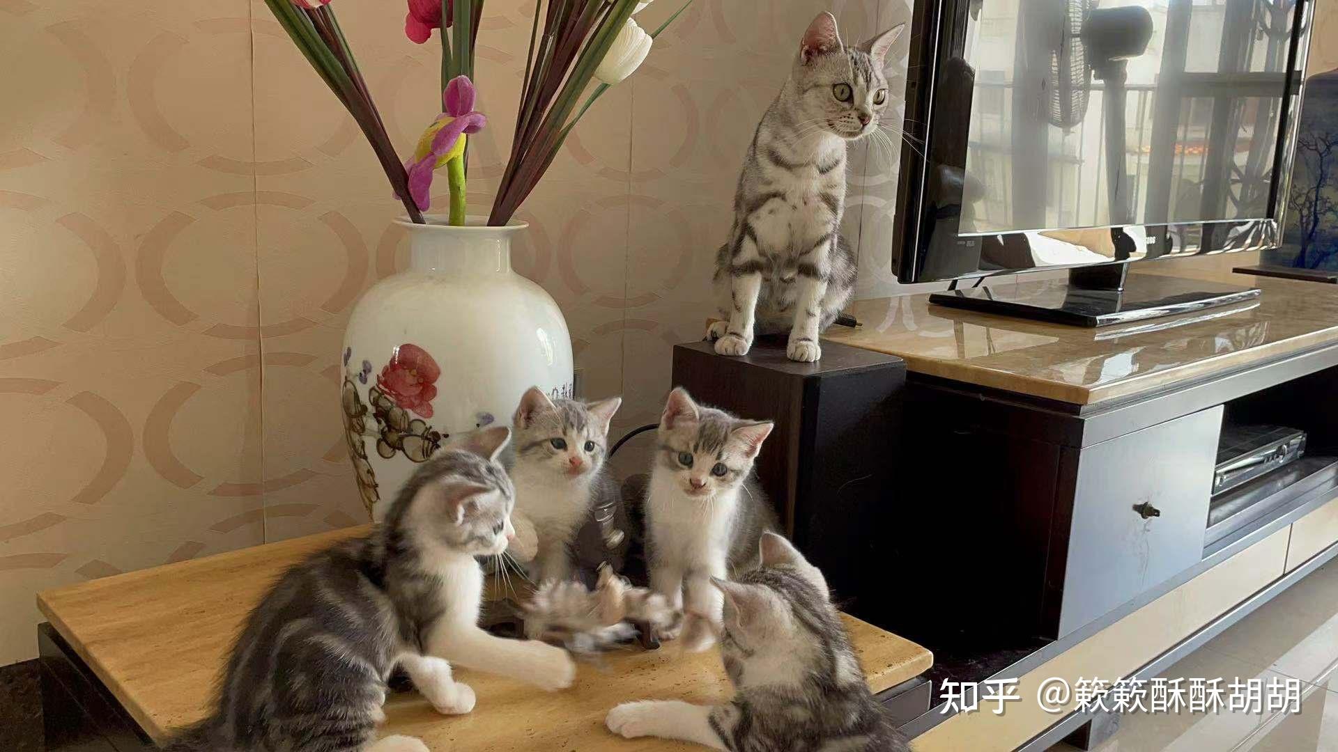 布偶串美短孩子长大啥样呢