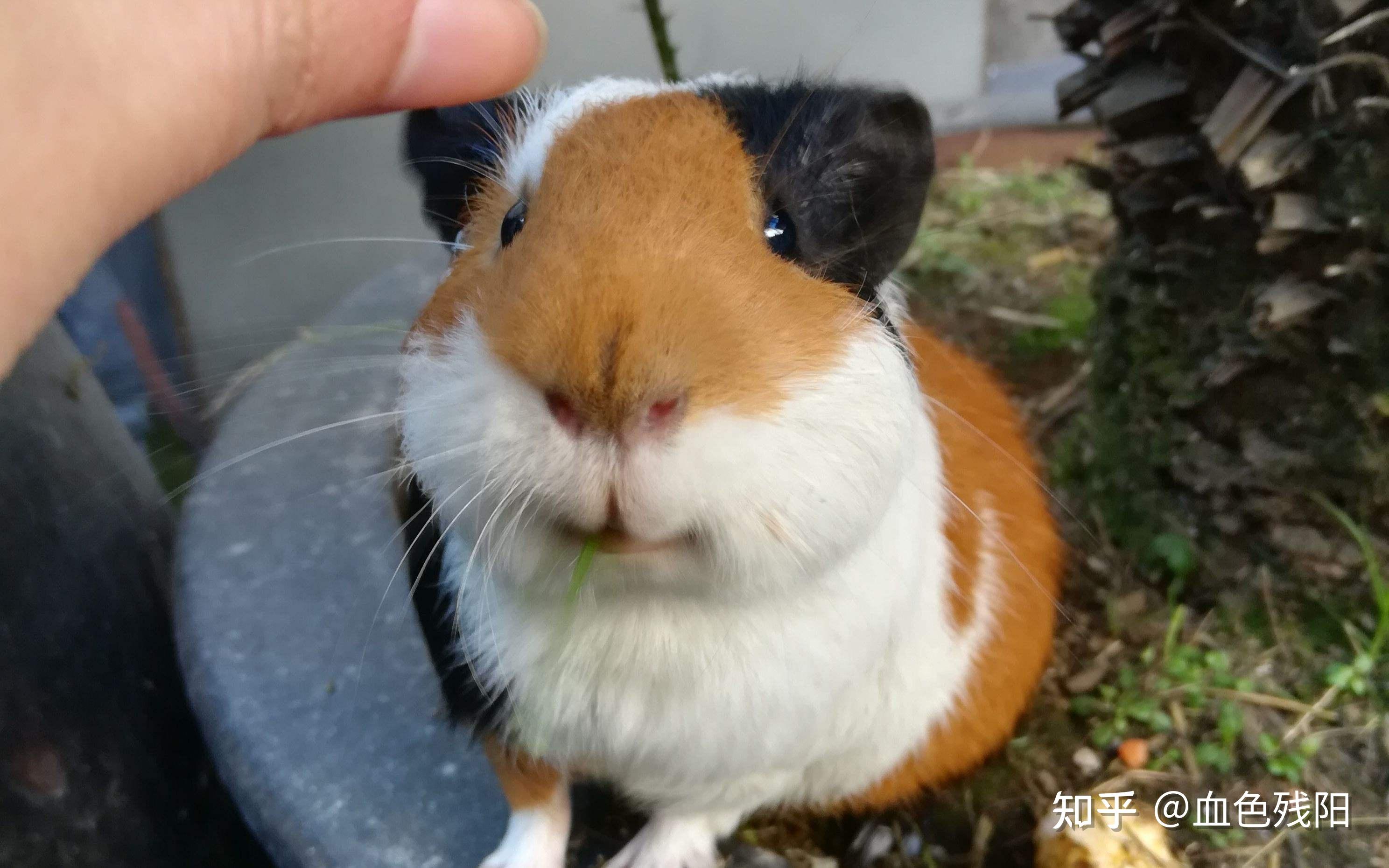 有哪些适合上班族饲养的冷门动物? - 知乎