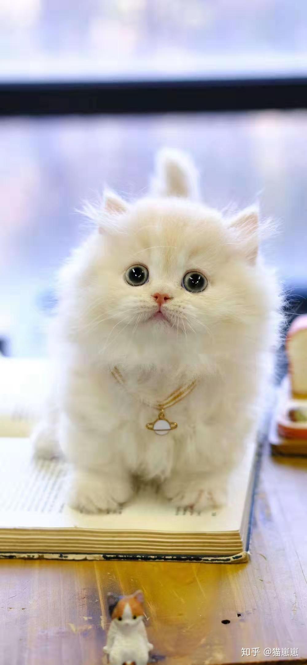 我想问下 矮脚拿破仑长毛猫价格大概在多少? - 知乎