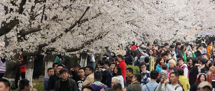 游客涌入,黄牛泛滥,高校该不该对外开放? - 知乎