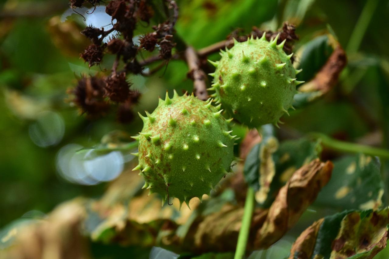 3. 小核桃一斤价