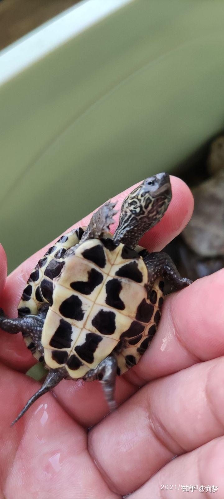 这只黑色的乌龟是啥品种