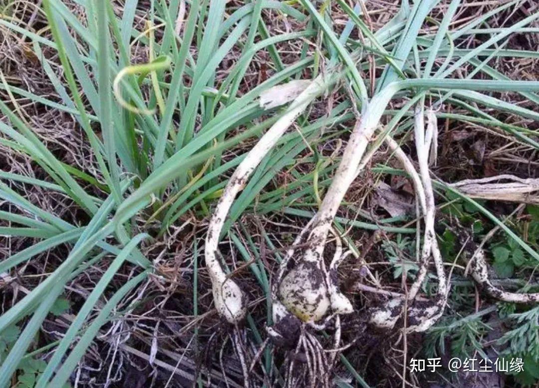 薤(xiè)白:菜中灵芝 - 知乎
