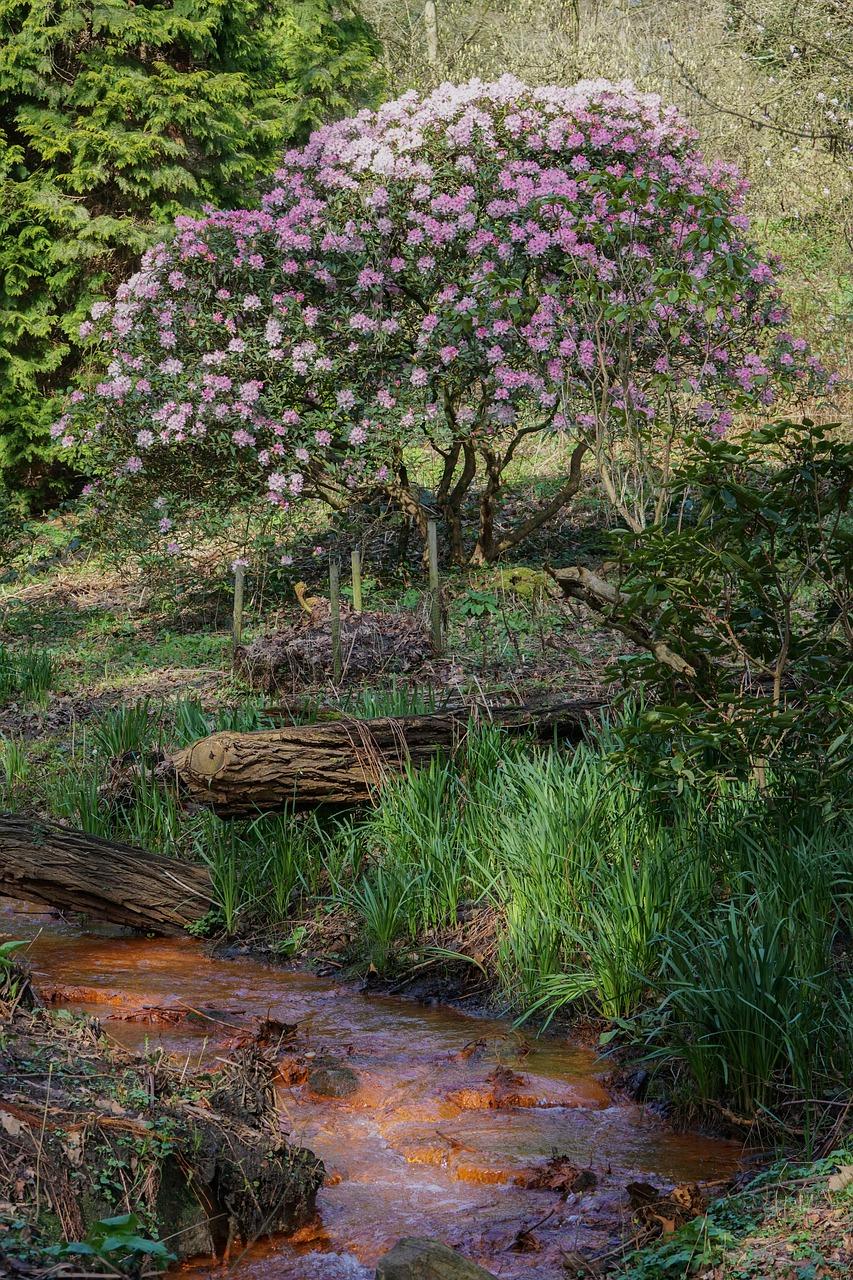 澧县紫玉兰怎么走