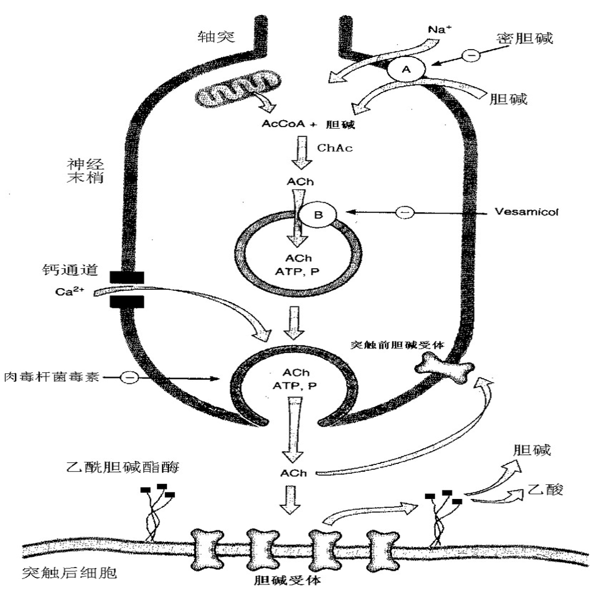 药理学——传出神经系统药理概论- 知乎