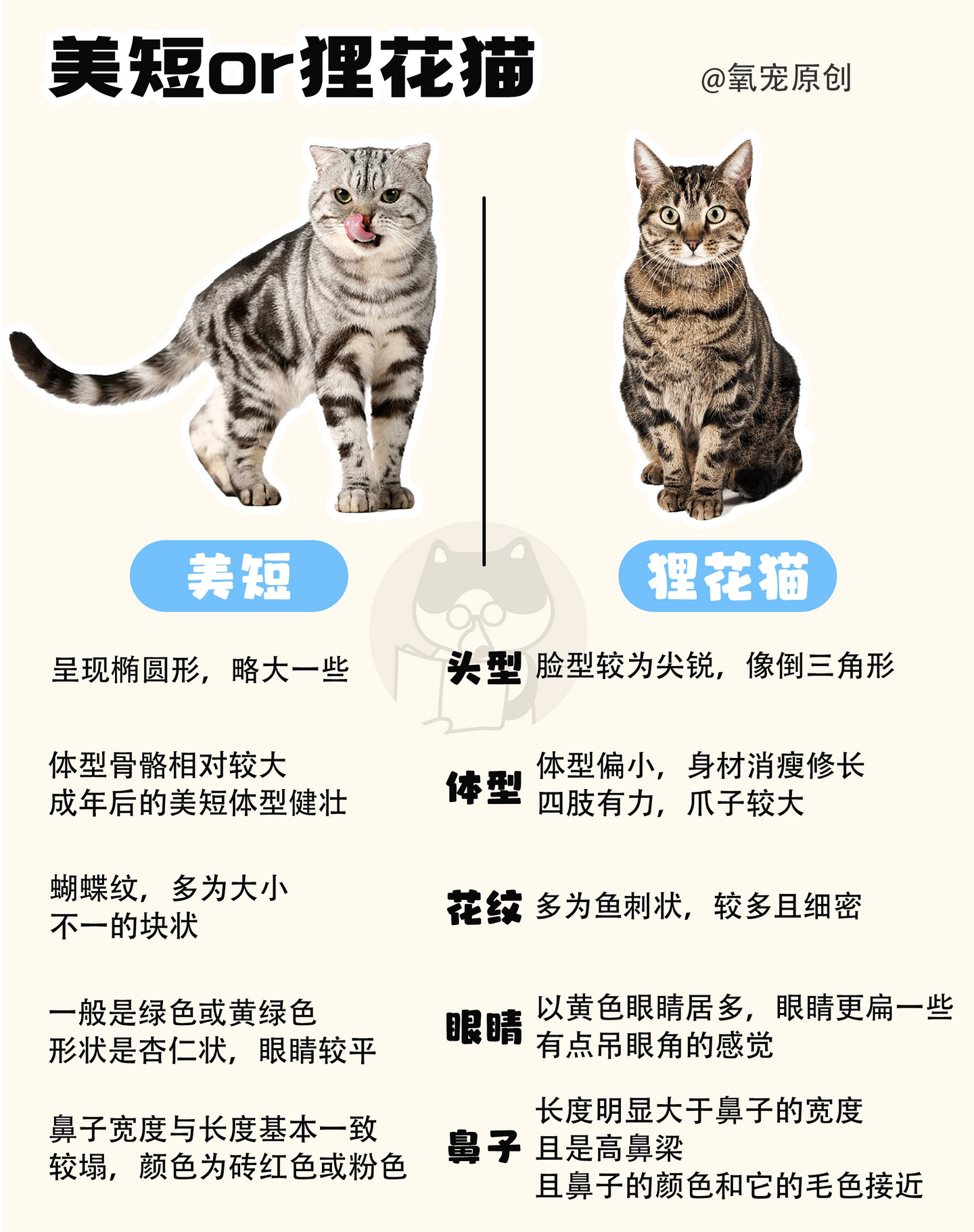被称为完美之猫的美短到底是个什么神仙喵? - 知乎