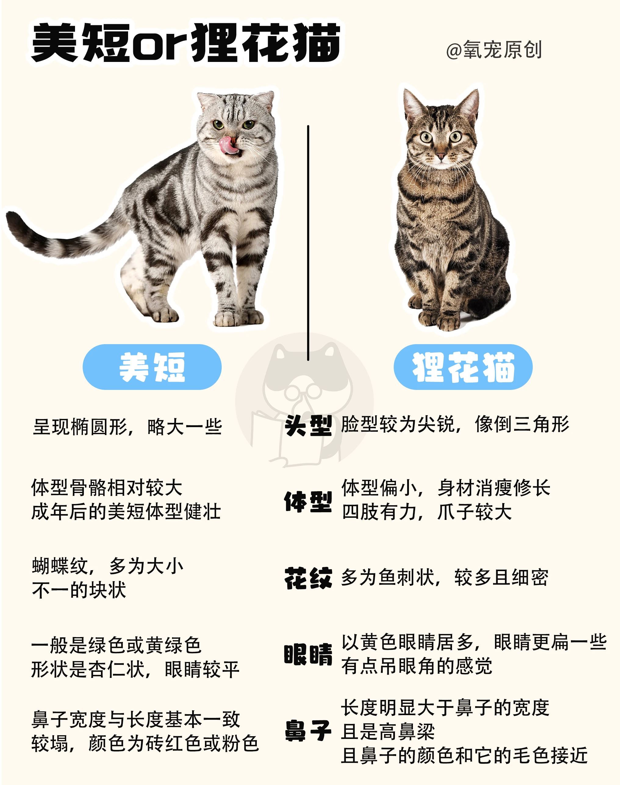 被称为完美之猫的美短到底是个什么神仙喵？ - 知乎