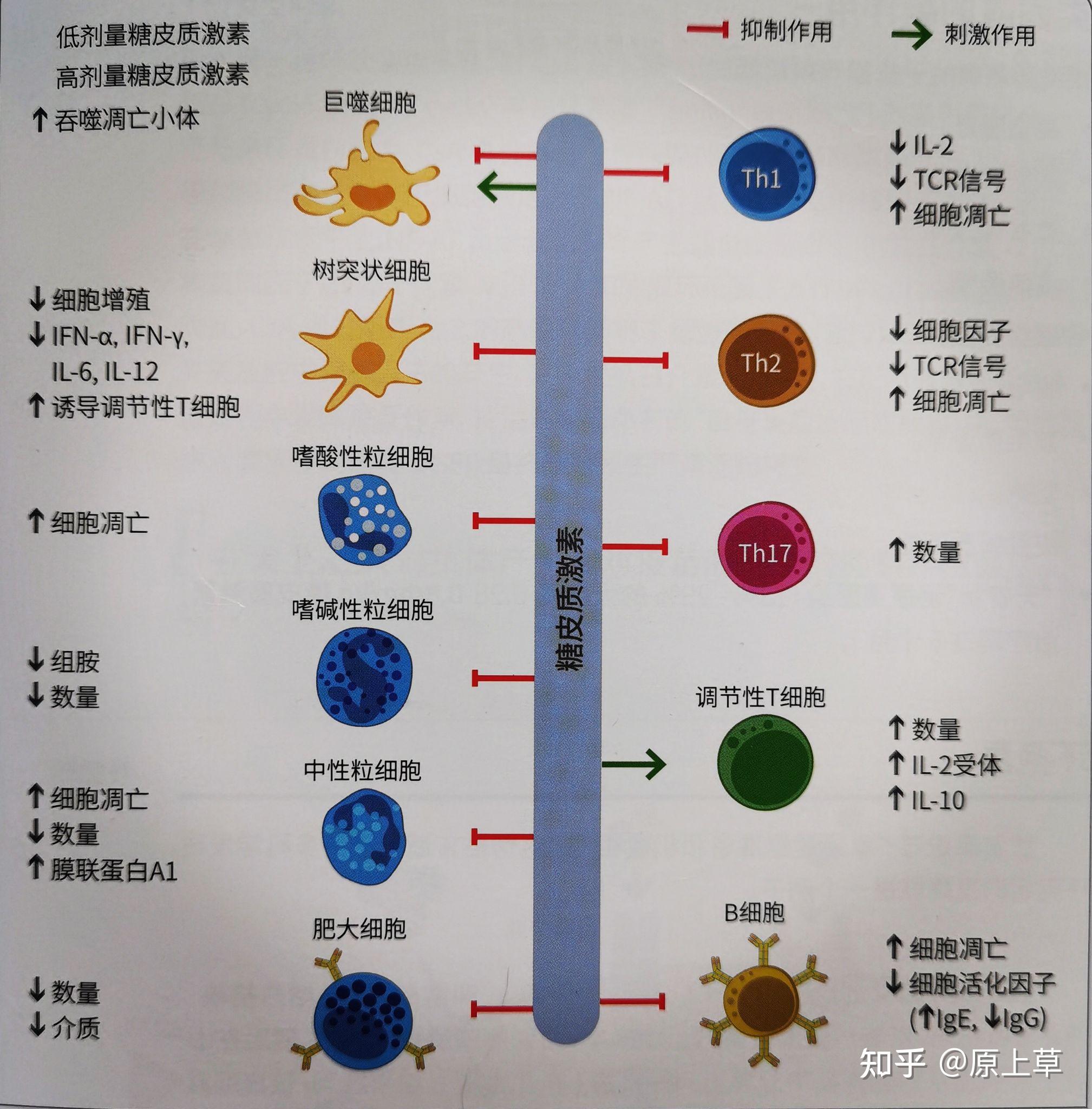 糖皮质激素分类图片