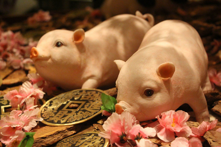 姜群:癸卯年9月生肖运势,生肖猪感情运势注意!