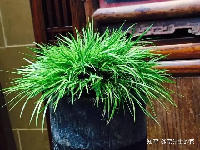 在野外挖颗“灵草”，看着状如苍松、叶似翠柏，养在家里用处大 - 知乎