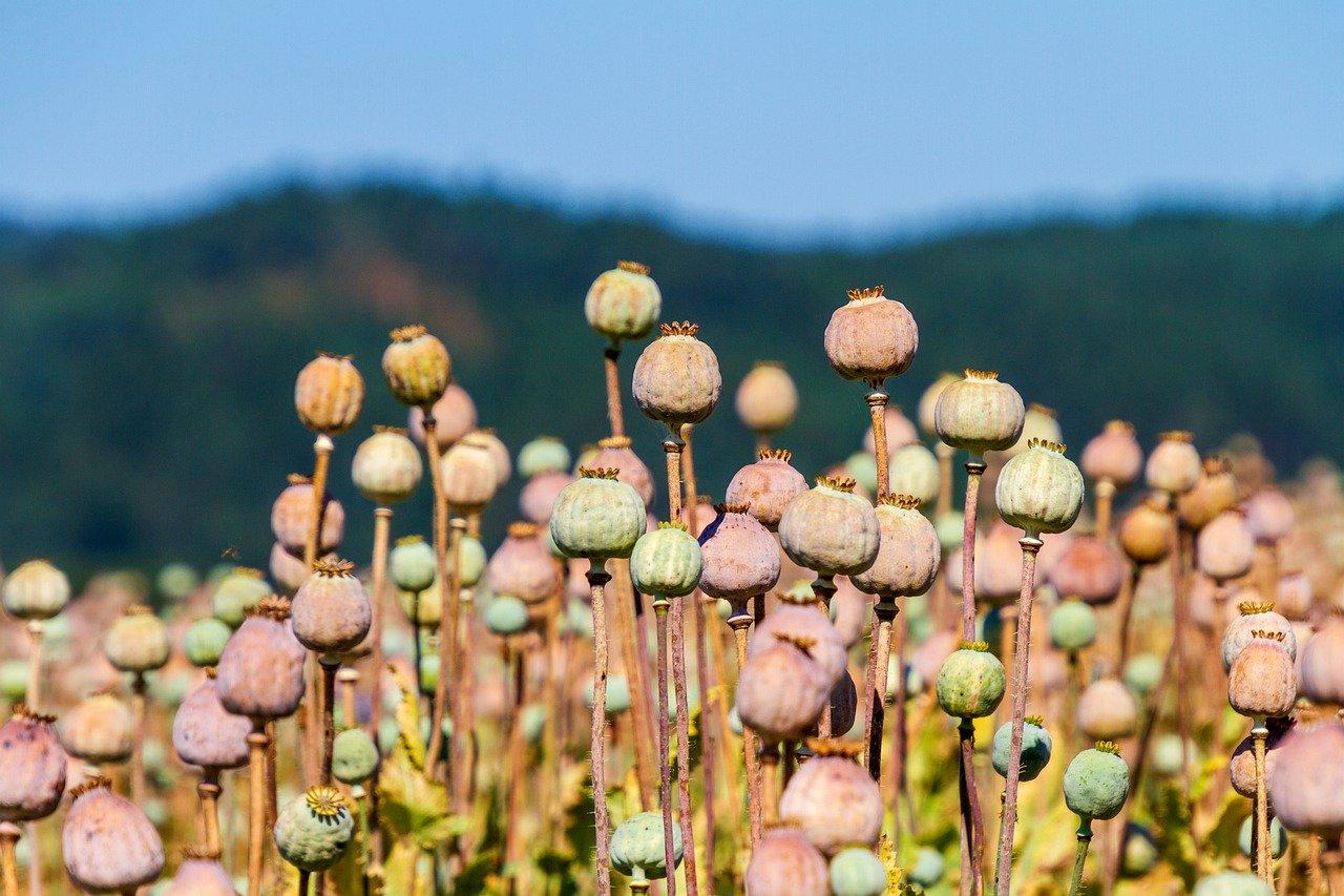 曼陀罗花种子怎么种