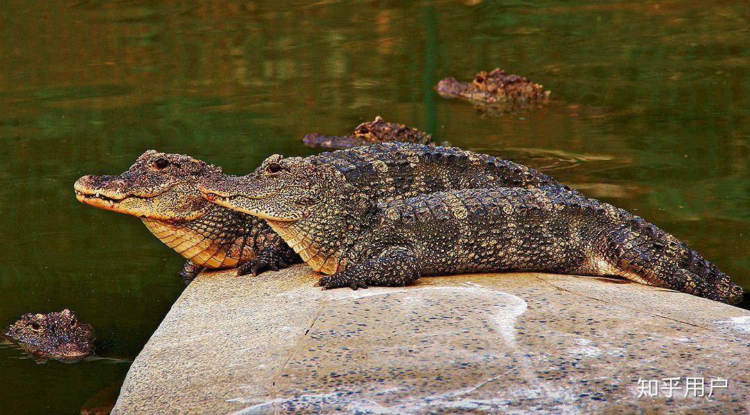 什么是「爬行动物」?