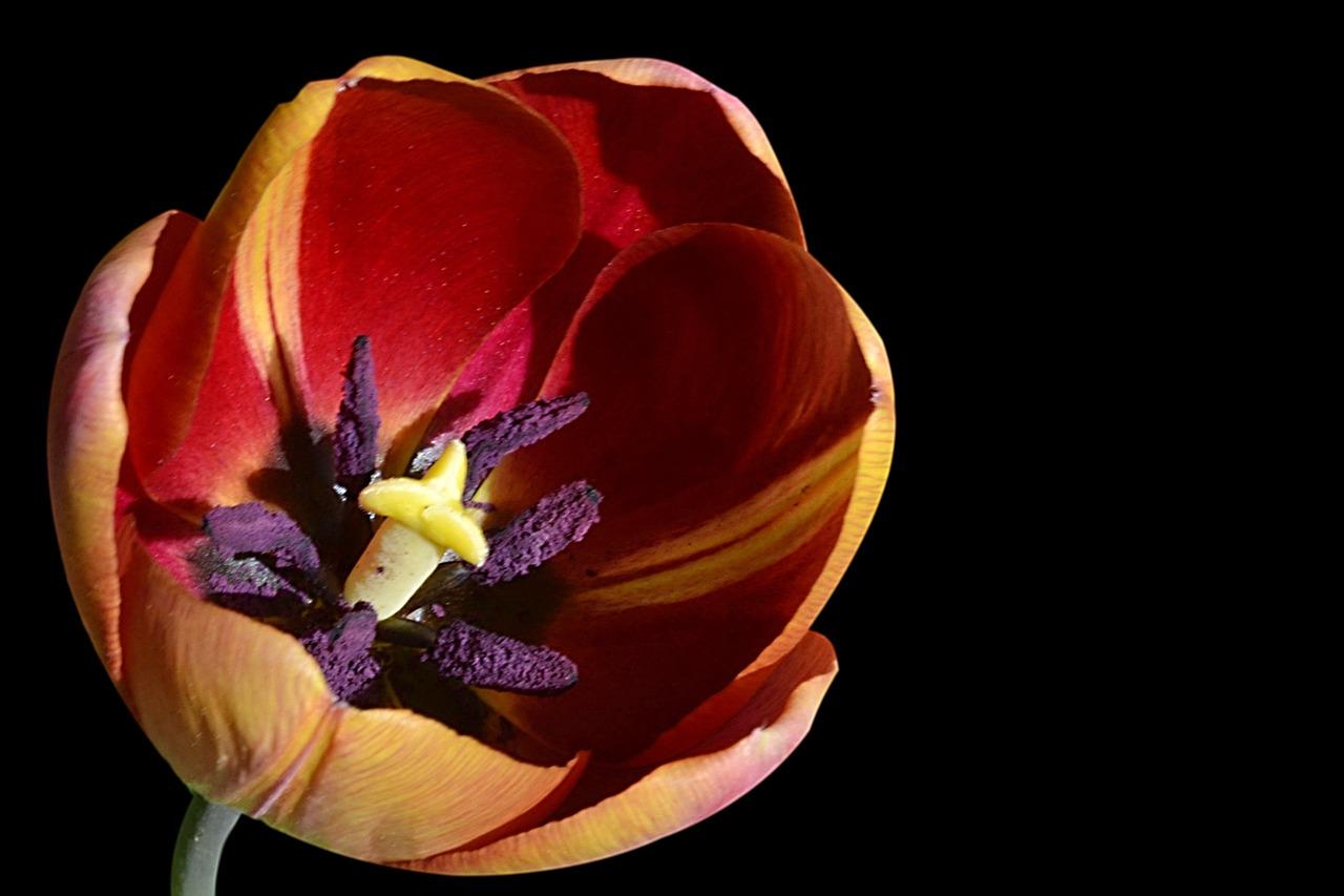 郁金香开花后怎么处理