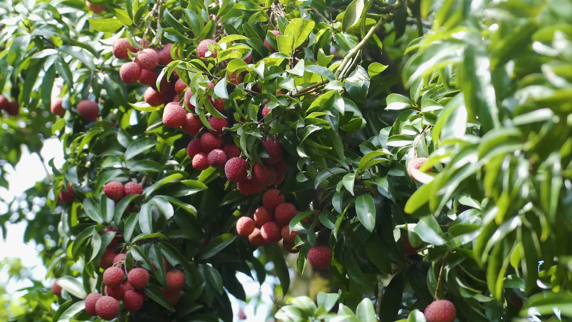 苍梧县沙头镇迟熟荔枝果大核小、晶莹透、香脆蜜味,备受市场追捧 - 知乎