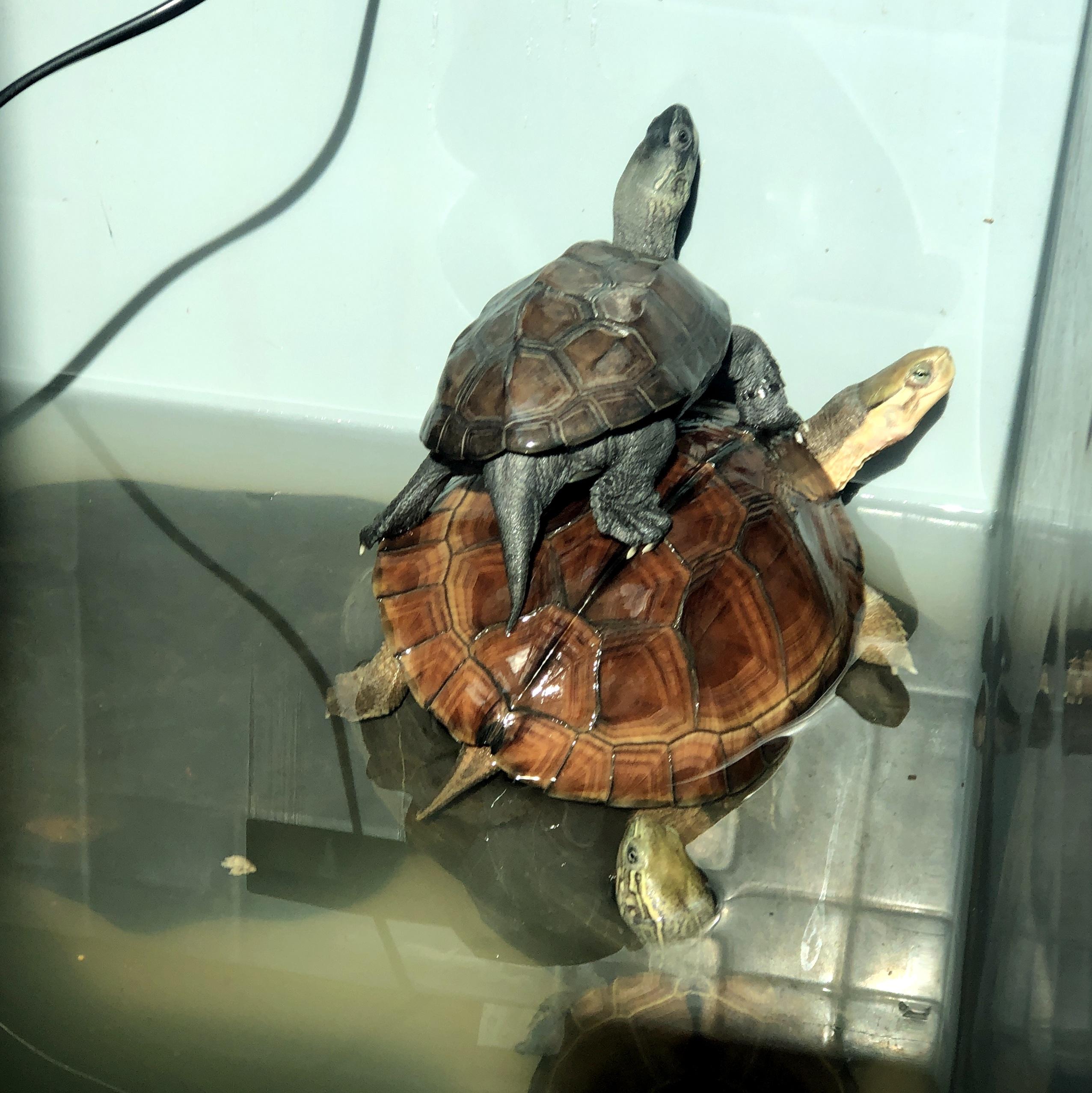 大乌龟不介意小乌龟趴它背上是普遍现象吗