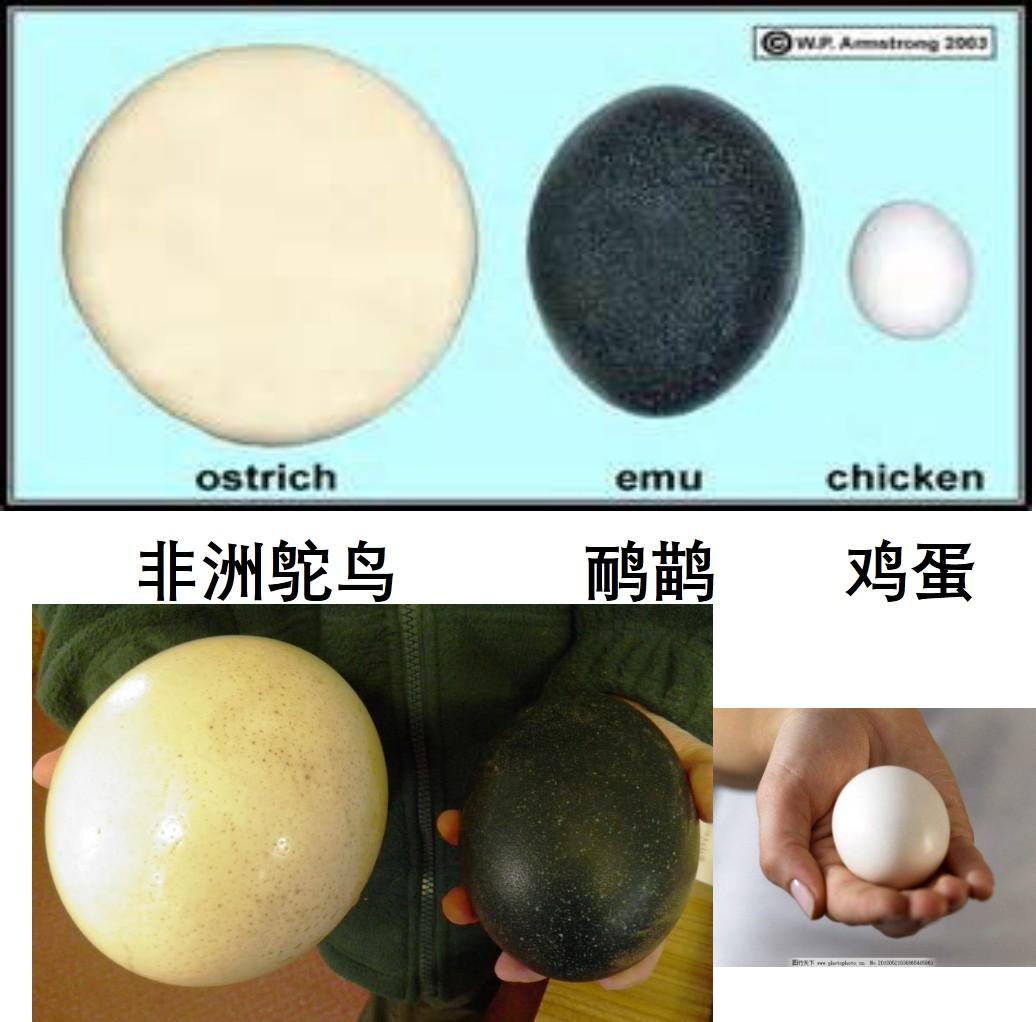 鸸鹋emu与鸵鸟ostrich是同一种生物吗