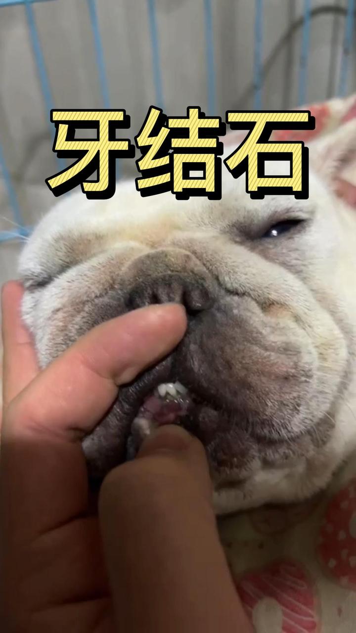 狗狗牙結石導致牙齒鬆動甚至脫落口臭怎麼辦