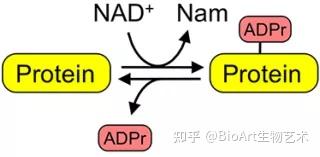 Nature亮点 | 邵峰/刘小云团队揭示病原菌抑制宿主细胞焦亡的新机制——全新的蛋白质翻译后修饰 - 知乎