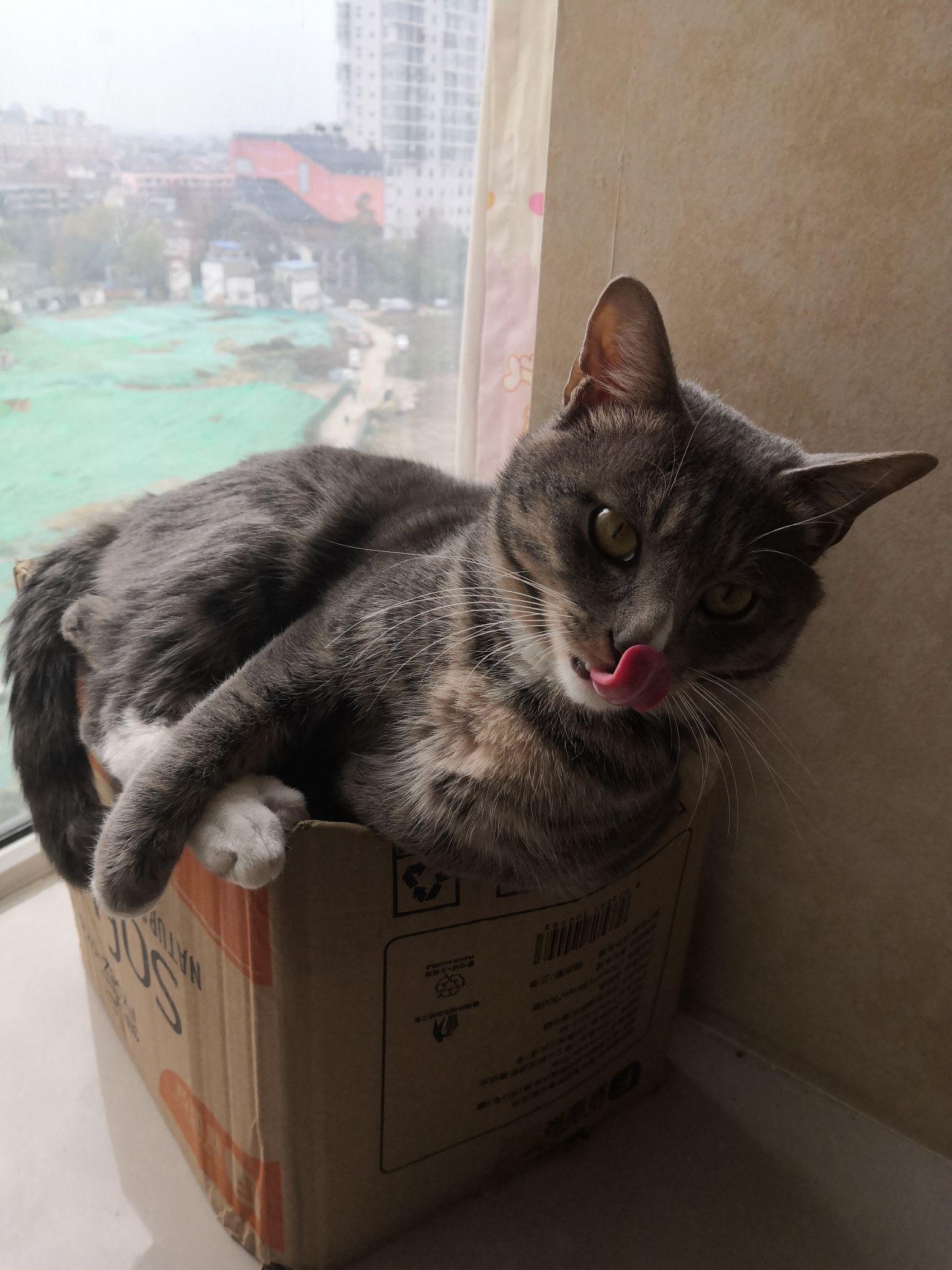 灰色狸花猫罕见吗? - 知乎