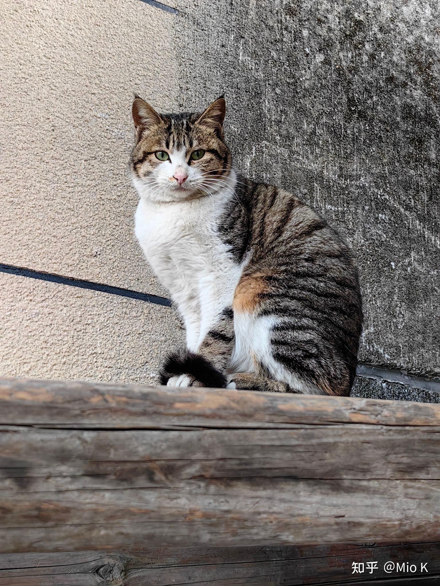 真的没品种猫好看吗?