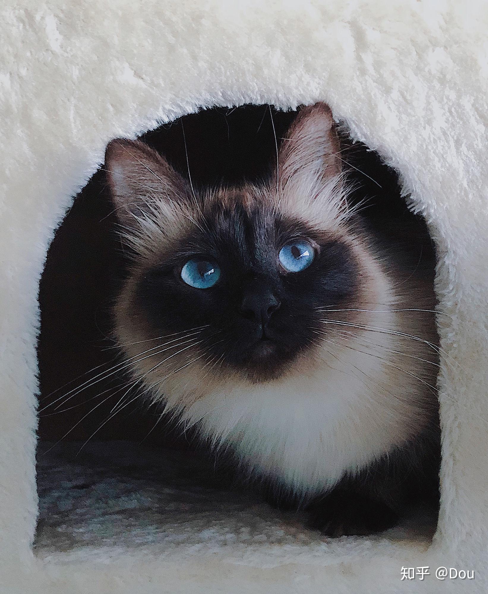 重点色布偶挖煤工黑脸到底有多可爱