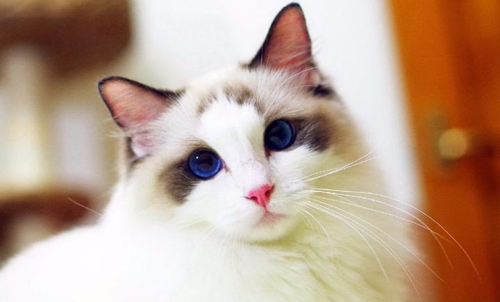 猫的种类有哪些？猫咪种类大全 - 知乎