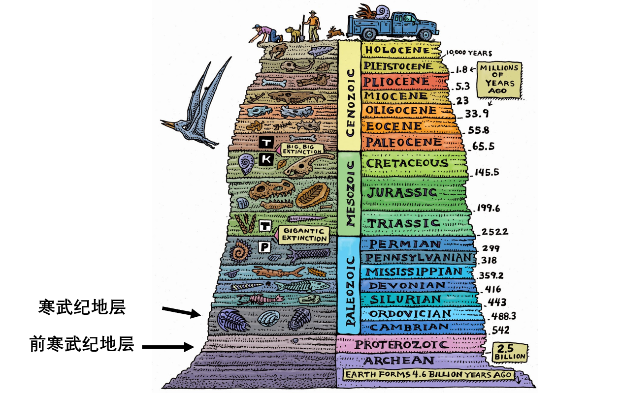 寒武纪物种大爆发的原因是什么? - 知乎