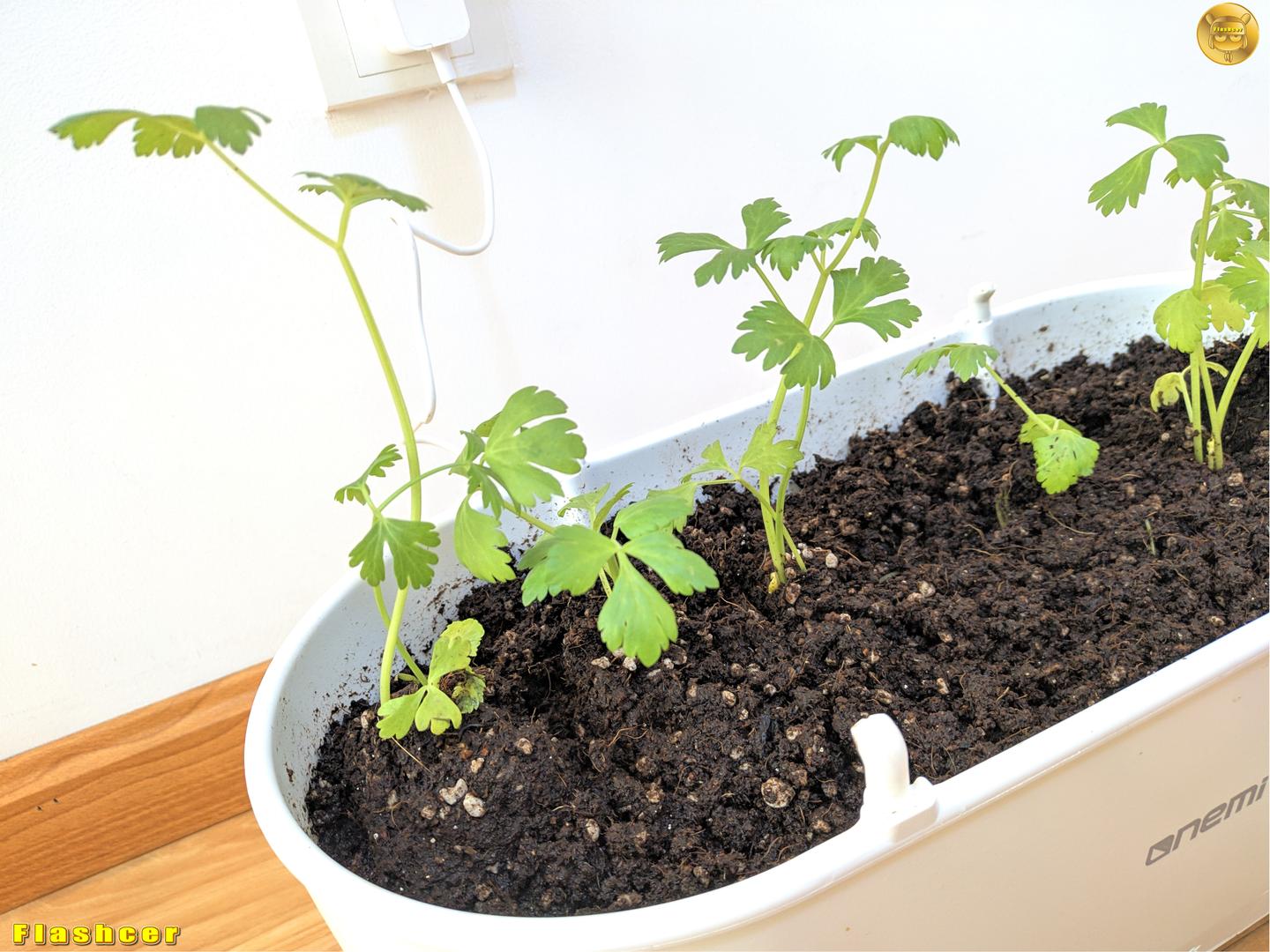 智能花盆 实时监测植物状态 自动浇水 一米田智能种植伴侣体验 知乎