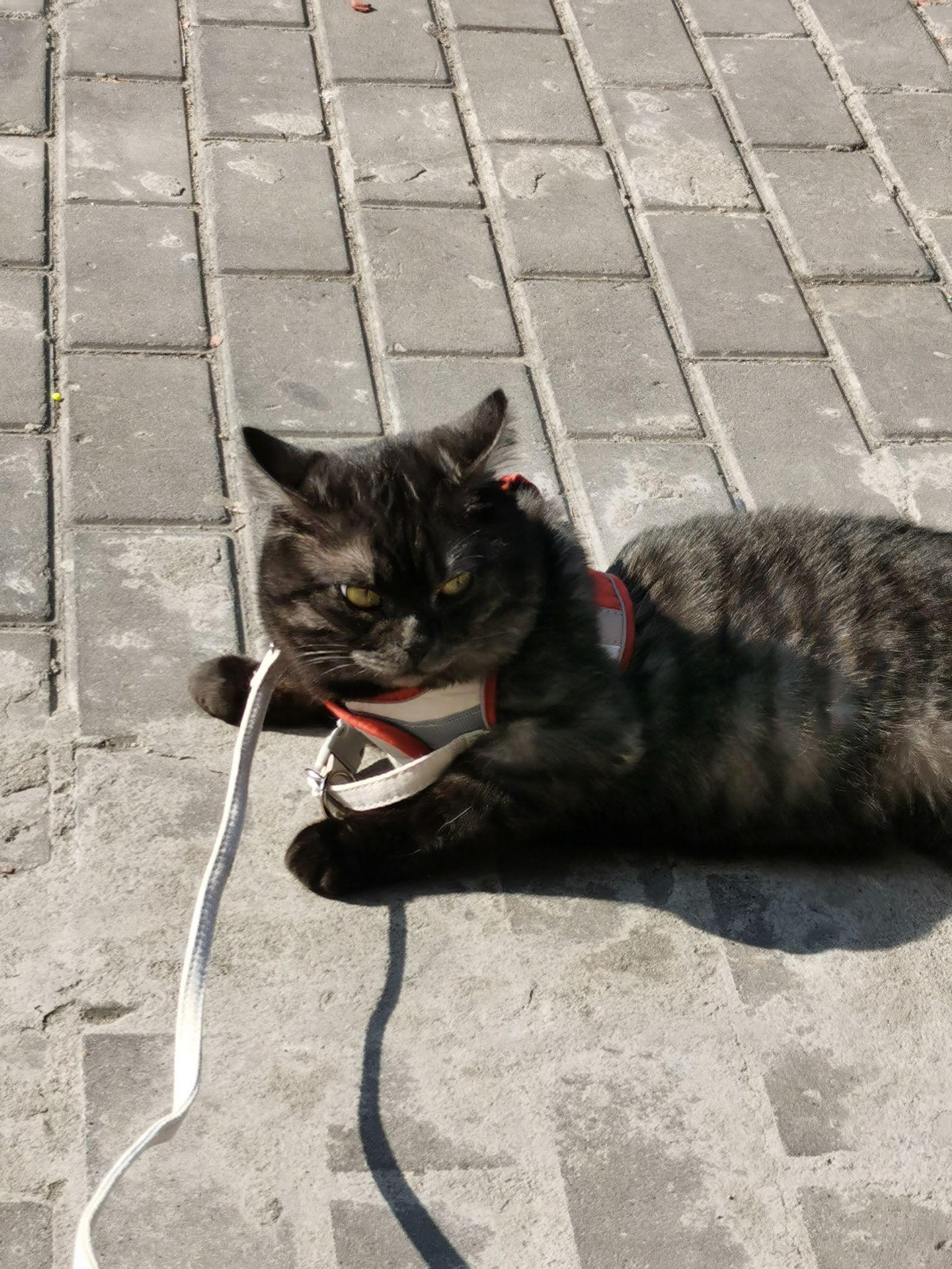 这只喵是烟色美短吗? - 知乎