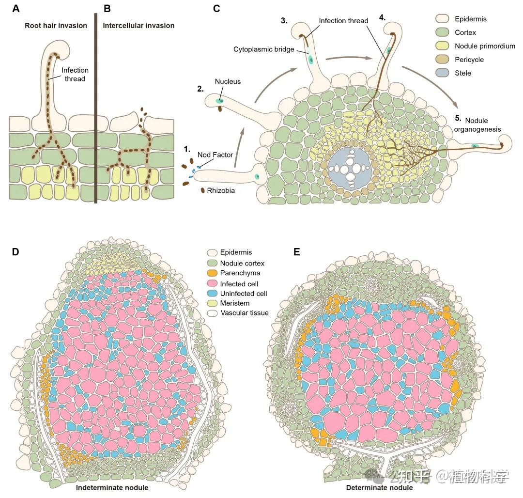 中国科学院微生物研究所/山西农业大学孔照胜研究员发表豆科植物-根瘤菌共生互作细胞基础综述文章 - 知乎
