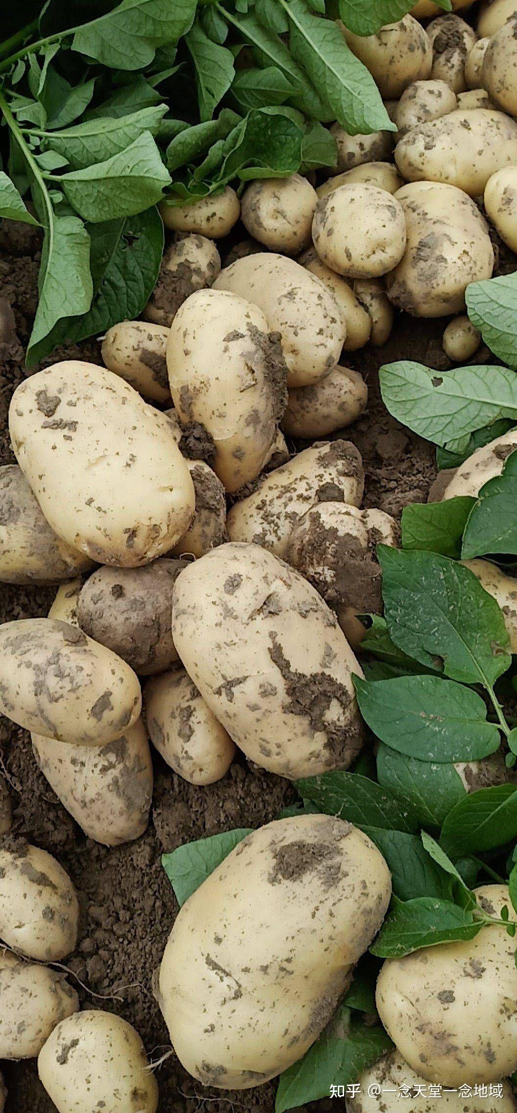 蒸土豆的做法窍门（土豆蒸着吃营养更丰富） – 碳资讯