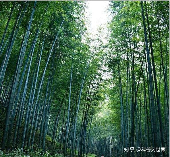竹子都是空心的？没见过实心的吧！其实实心竹并不少，用处很常见 - 知乎