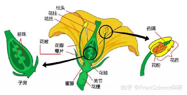 超全植物形态图解，分分钟认识所有植物！ - 知乎