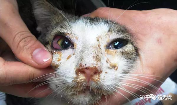 猫鼻支很久了还不好,而且越来越严重该怎么办!